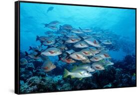 Humpback Snapper School (Lutjanus Gibbus) Indian Ocean-Reinhard Dirscherl-Framed Stretched Canvas