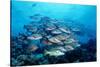 Humpback Snapper School (Lutjanus Gibbus) Indian Ocean-Reinhard Dirscherl-Stretched Canvas