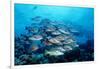 Humpback Snapper School (Lutjanus Gibbus) Indian Ocean-Reinhard Dirscherl-Framed Photographic Print