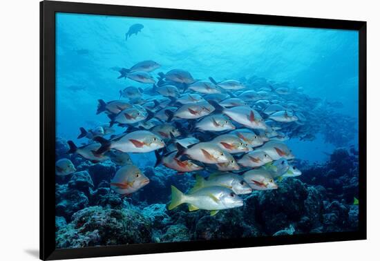 Humpback Snapper School (Lutjanus Gibbus) Indian Ocean-Reinhard Dirscherl-Framed Photographic Print