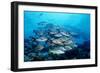 Humpback Snapper School (Lutjanus Gibbus) Indian Ocean-Reinhard Dirscherl-Framed Photographic Print