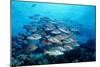 Humpback Snapper School (Lutjanus Gibbus) Indian Ocean-Reinhard Dirscherl-Mounted Photographic Print