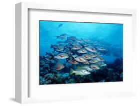 Humpback Snapper School (Lutjanus Gibbus) Indian Ocean-Reinhard Dirscherl-Framed Photographic Print