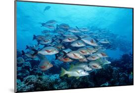 Humpback Snapper School (Lutjanus Gibbus) Indian Ocean-Reinhard Dirscherl-Mounted Photographic Print