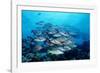 Humpback Snapper School (Lutjanus Gibbus) Indian Ocean-Reinhard Dirscherl-Framed Photographic Print