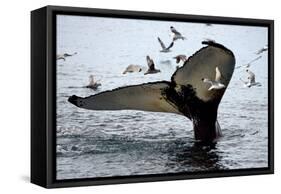 Humpback Thumbprint-Howard Ruby-Framed Stretched Canvas
