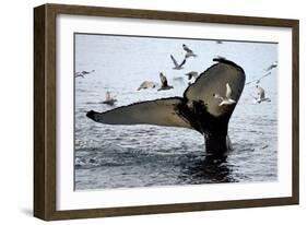 Humpback Thumbprint-Howard Ruby-Framed Photographic Print