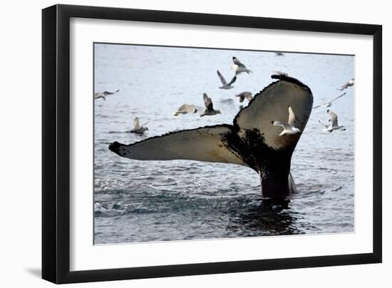 Humpback Thumbprint-Howard Ruby-Framed Photographic Print