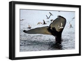 Humpback Thumbprint-Howard Ruby-Framed Photographic Print