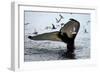 Humpback Thumbprint-Howard Ruby-Framed Photographic Print