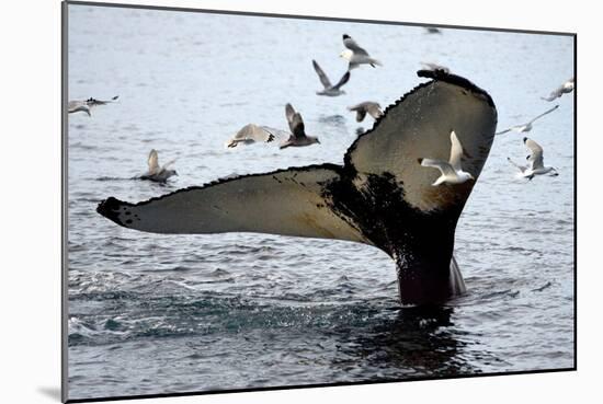 Humpback Thumbprint-Howard Ruby-Mounted Photographic Print