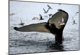 Humpback Thumbprint-Howard Ruby-Mounted Photographic Print