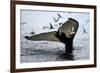 Humpback Thumbprint-Howard Ruby-Framed Photographic Print