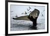 Humpback Thumbprint-Howard Ruby-Framed Photographic Print