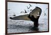 Humpback Thumbprint-Howard Ruby-Framed Photographic Print