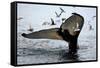 Humpback Thumbprint-Howard Ruby-Framed Stretched Canvas