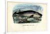 Humpback Whale, 1863-79-Raimundo Petraroja-Framed Giclee Print