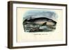 Humpback Whale, 1863-79-Raimundo Petraroja-Framed Giclee Print