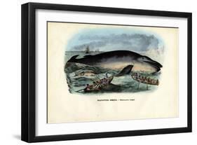 Humpback Whale, 1863-79-Raimundo Petraroja-Framed Giclee Print