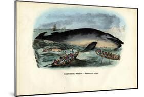 Humpback Whale, 1863-79-Raimundo Petraroja-Mounted Giclee Print