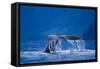 Humpback Whale, Alaska-null-Framed Stretched Canvas