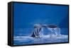 Humpback Whale, Alaska-null-Framed Stretched Canvas