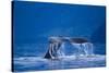 Humpback Whale, Alaska-null-Stretched Canvas