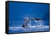 Humpback Whale, Alaska-null-Framed Stretched Canvas