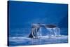 Humpback Whale, Alaska-null-Stretched Canvas