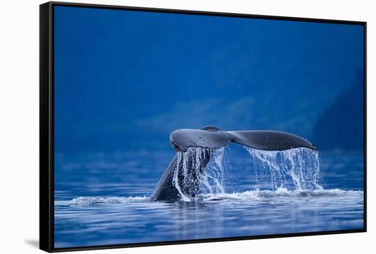 Humpback Whale, Alaska-null-Framed Stretched Canvas