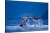 Humpback Whale, Alaska-null-Stretched Canvas