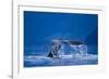 Humpback Whale, Alaska-null-Framed Photographic Print