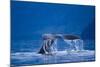 Humpback Whale, Alaska-null-Mounted Photographic Print