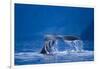 Humpback Whale, Alaska-null-Framed Photographic Print