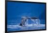 Humpback Whale, Alaska-null-Framed Photographic Print