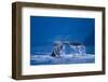 Humpback Whale, Alaska-null-Framed Photographic Print