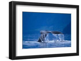 Humpback Whale, Alaska-null-Framed Photographic Print