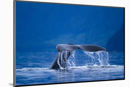 Humpback Whale, Alaska-null-Mounted Photographic Print