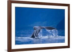 Humpback Whale, Alaska-null-Framed Photographic Print