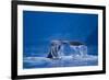 Humpback Whale, Alaska-null-Framed Photographic Print