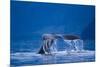 Humpback Whale, Alaska-null-Mounted Photographic Print