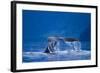 Humpback Whale, Alaska-null-Framed Photographic Print