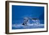 Humpback Whale, Alaska-null-Framed Photographic Print