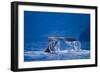 Humpback Whale, Alaska-null-Framed Photographic Print