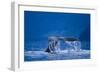 Humpback Whale, Alaska-null-Framed Photographic Print