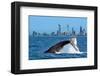 Humpback Whale at Gold Coast-null-Framed Art Print