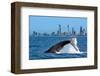 Humpback Whale at Gold Coast-null-Framed Art Print