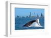 Humpback Whale at Gold Coast-null-Framed Art Print