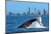 Humpback Whale at Gold Coast-null-Mounted Art Print