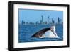 Humpback Whale at Gold Coast-null-Framed Art Print